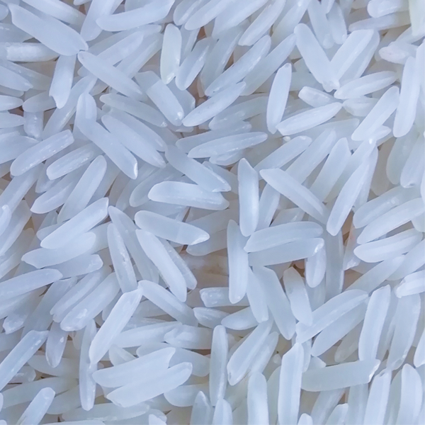1509 Raw Basmati Rice by Indiafeast Millers Private Limited
